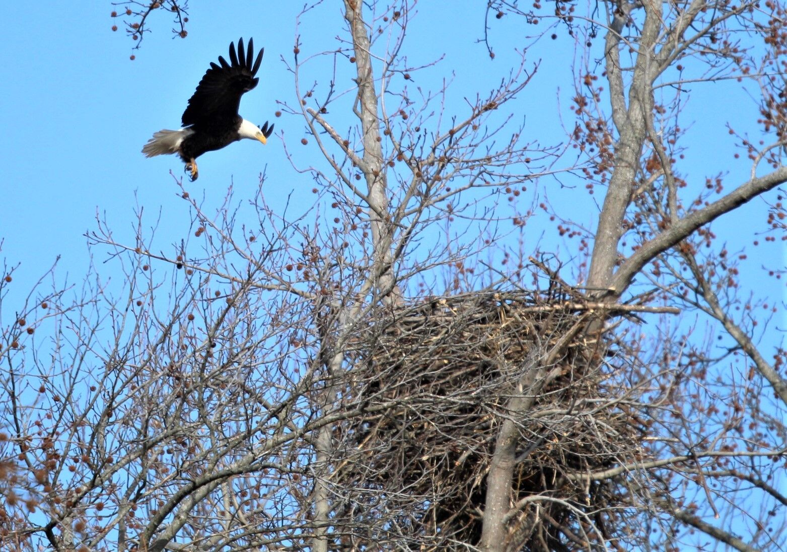Bald Eagle 2